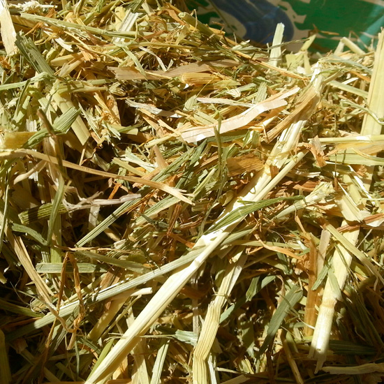 HAYS-OATS-WHEAT.jpg