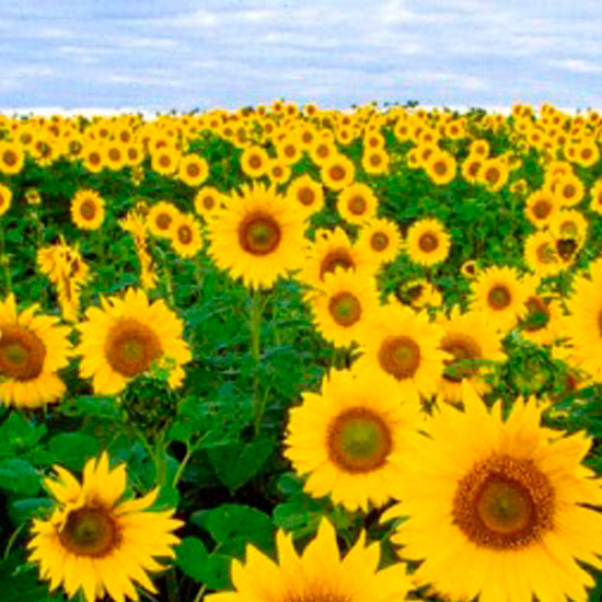 flower.jpg