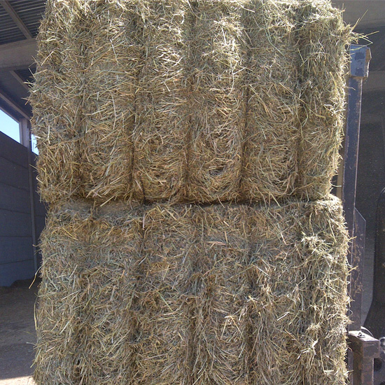raygrass.jpg