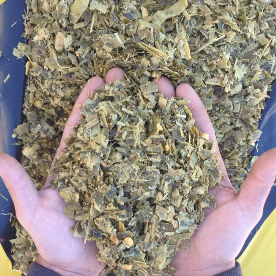 silage-cattle.jpg