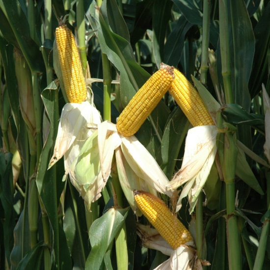 silages-1.jpg